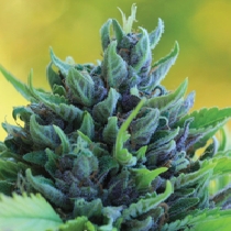 Humboldt Dream  (Humboldt Seed Company) Cannabis Seeds