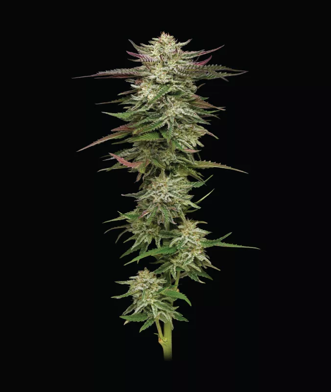 Humboldt Headband (Humboldt Seed Company) Cannabis Seeds