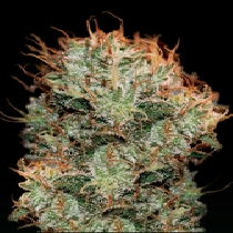 Kaia Kush (Green House Seeds) Cannabis Seeds