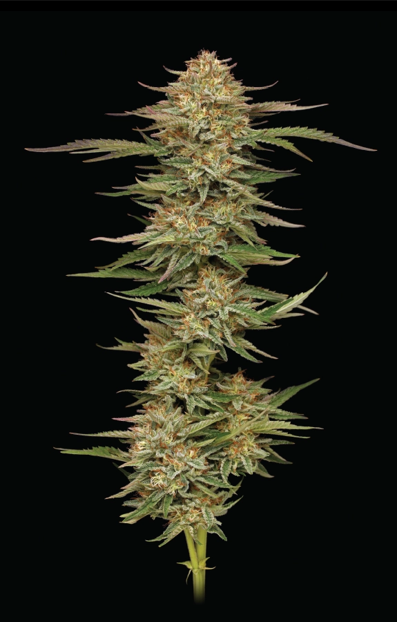 Orange Creampop (Humboldt Seed Company) Cannabis Seeds