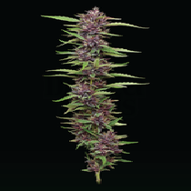 P.P.D. (Humboldt Seed Company) Cannabis Seeds