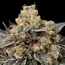 Biscotti Zkittlez (00 Seeds) Cannabis Seeds