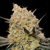 Gelato Mint (00 Seeds) Cannabis Seeds