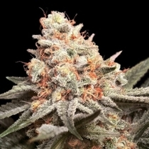 Rainbow Mints  (00 Seeds) Cannabis Seeds