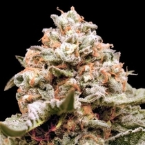 Auto Rainbow Mints (00 Seeds) Cannabis Seeds