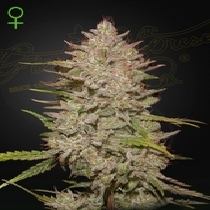 Chemical Candy Auto (Green House Seeds) Cannabis Seeds
