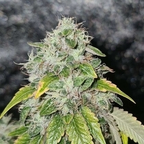 Sweets Biker Regular (Karma Genetics Seeds) Cannabis Seeds