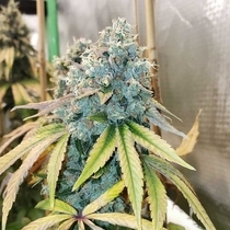 Sour Fire Tahoe Regular (Karma Genetics Seeds) Cannabis Seeds