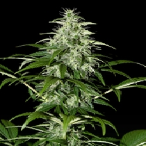 Kalashnikova Automatic (Green House Seeds) Cannabis Seeds