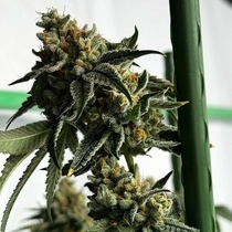Melon Fizz Biker Regular (Karma Genetics Seeds) Cannabis Seeds