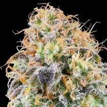 Zkunk Feminized (Grounded Genetics) Cannabis Seeds
