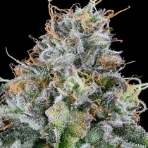 Easy Money Feminized (Grounded Genetics) Cannabis Seeds