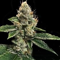 RP 43 AKA RICHARD PETTY (DNA Genetics) Cannabis Seeds