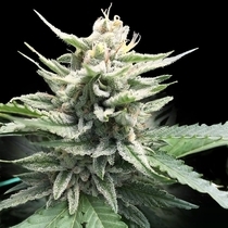 Honey Banana S1 (DNA Genetics Seeds) Cannabis Seeds