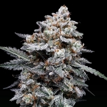 Patrick Swayze Autoflowering (DNA Genetics Seeds) Cannabis Seeds