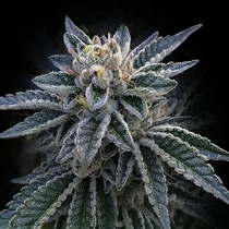 3 Peat Feminized (DNA Genetics Seeds) Cannabis Seeds