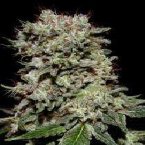 Kalashnikova (Green House Seeds) Cannabis Seeds