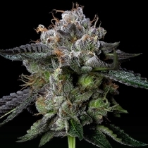 Four Prophets Feminized  (DNA Genetics Seeds) Cannabis Seeds