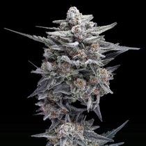 HG23 Autoflowering (DNA Genetics Seeds) Cannabis Seeds