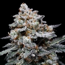 Chemacal Romance Autoflowering (DNA Genetics Seeds) Cannabis Seeds