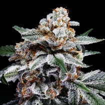 Canelo Autoflowering (DNA Genetics Seeds) Cannabis Seeds