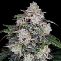 Mac N Me Autoflowering (DNA Genetics Seeds) Cannabis Seeds