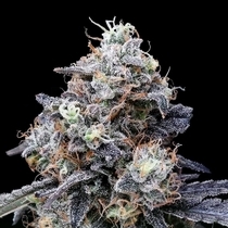 MACmelon Autoflowering (DNA Genetics Seeds) Cannabis Seeds