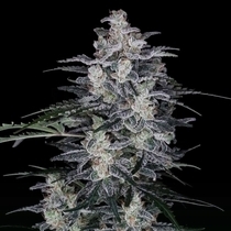 MACnana Autoflowering (DNA Genetics Seeds) Cannabis Seeds