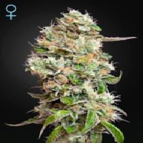 King's Kush Autoflowering CBD (Green House Seeds) Cannabis Seeds