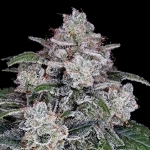 Return of the MAC Autoflowering (DNA Genetics Seeds) Cannabis Seeds