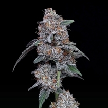 The Big Mac Autoflowering (DNA Genetics Seeds) Cannabis Seeds