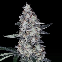 Watermelon Man Autoflowering (DNA Genetics Seeds) Cannabis Seeds