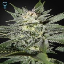 King's Kush CBD (Green House Seeds) Cannabis Seeds