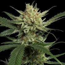 Strawberry Banana (DNA Genetics Seeds) Cannabis Seeds