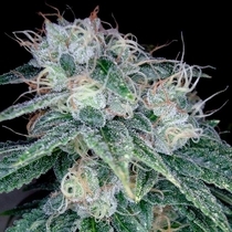 Sour Diesel (DNA Genetics Seeds) Cannabis Seeds