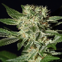 Ladyburn 1974 (Green House Seeds) Cannabis Seeds