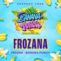 Frozana Regular (Perfect tree seeds) Cannabis Seeds
