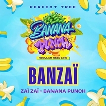 BANZAÏ Regular (Perfect tree seeds) Cannabis Seeds