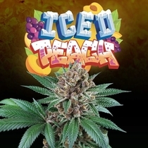 Iced Peach Female  (Perfect tree seeds) Cannabis Seeds