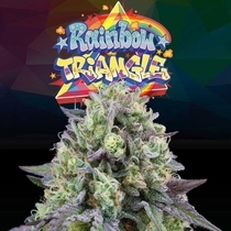 Rainbow Triangle Female (Perfect tree seeds) Cannabis Seeds