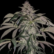 Purple Swish Haze Regular (Rare Dankness Seeds) Cannabis Seeds