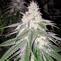 Purple Hashplant Haze Regular (Rare Dankness Seeds) Cannabis Seeds