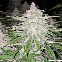 Star Killer Haze Regular (Rare Dankness Seeds) Cannabis Seeds