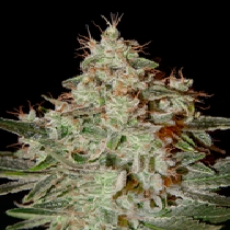 Lemon Skunk (Green House Seeds) Cannabis Seeds
