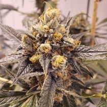 F-Cut-LRTK Regular (Rare Dankness Seeds) Cannabis Seeds
