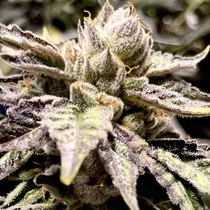 Lemon Ghost Train Feminized (Rare Dankness Seeds) Cannabis Seeds