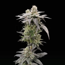 Dark Saber Feminized (Rare Dankness Seeds) Cannabis Seeds