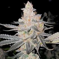 Vaders Starkiller Feminized (Rare Dankness Seeds) Cannabis Seeds