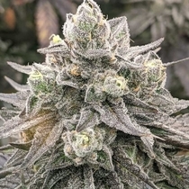 Muscadine Feminized (Rare Dankness Seeds) Cannabis Seeds