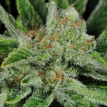 Ghost Train Haze #1 Regular (Rare Dankness Seeds) Cannabis Seeds